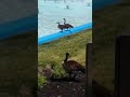 Cute Geese At Kings Island.