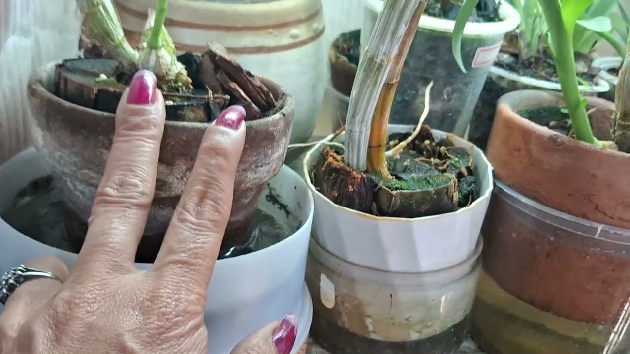 Updated my collection orchids 2026 🤑