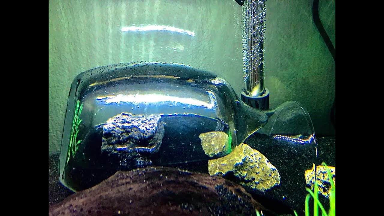 DIY FIDDLER CRAB UNDERWATER ISLAND !!!SUPER EASY!!! YouTube