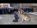 Огромный хищник заставил содрогнуться село и взмолиться перед ним, когда сделал это с мальчиком