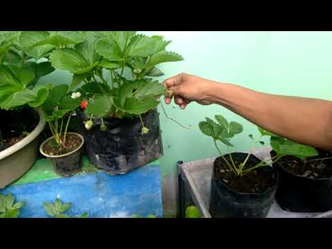 Video: Apa Itu Strawberry Camarosa – Tips Menanam Stroberi Camarosa