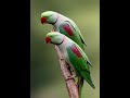 Parrots amazing variety  ringneck lovebird australian  my nabeel tv