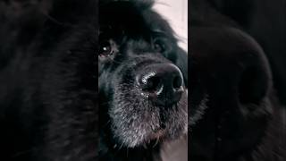 Hey there! #funny #cute #dogs #dogshorts #newfoundland #doglife