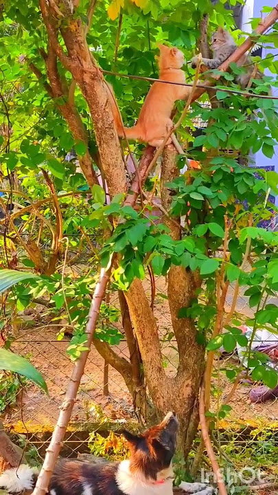 മാളു 🐈chimbu&chakki😼😼#shortclicks #shortfeeds #viralshorts 😍
