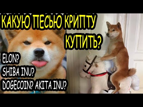 Video: Forskellen Mellem Akita Og Shiba