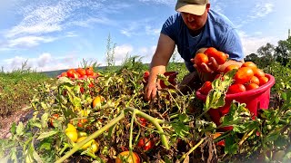THE TRUTH ABOUT OUR TOMATOES
