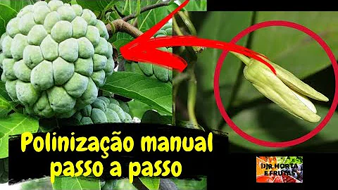 Como polinizar a flor da atemóia?