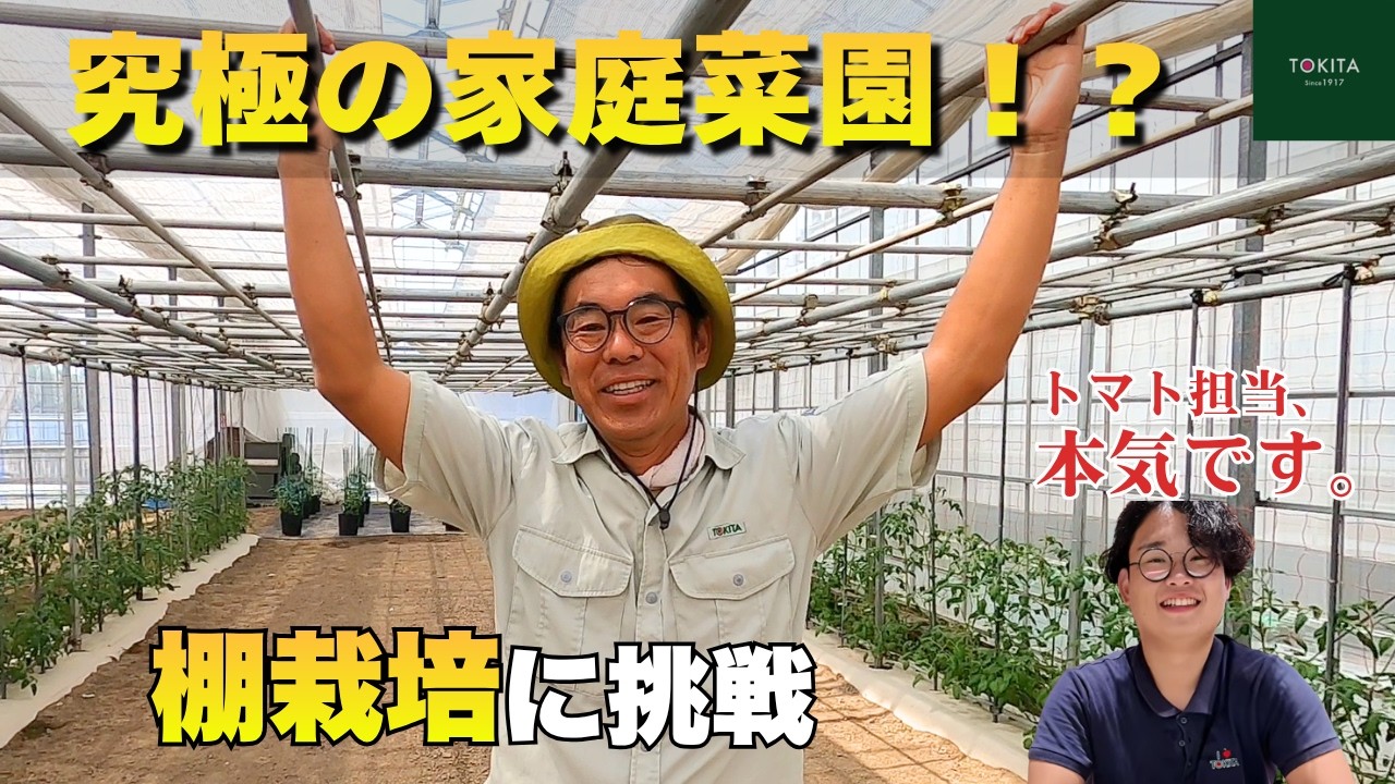 Home Gardening] The Ultimate Tomato Patch!? The Tomato