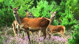 Der Naturpark Barnim - Die Oase Der Metropole