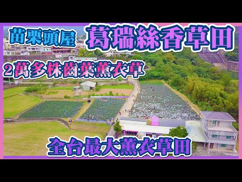 2021 苗栗頭份－葛瑞絲香草田 薰衣草花季 I 佔地7千多坪 種植2萬多株齒葉薰衣草 I 4月中旬薰衣草盛開 免費入園 I 位於明德水岸旁