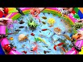 Compilation Video Cute Animals, Shark, Goldfish, Clownfish, Guppies, Whale, Turtle, Crab, Snake,Frog