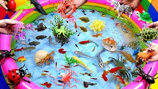 Compilation Video Cute Animals, Shark, Goldfish, Clownfish, Guppies, Whale, Turtle, Crab, Snake,Frog