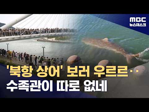 Heading to Busan to See a Shark… Urban Waterway Turns Into a 'Natural Aquarium' (09.20.2026/News ...