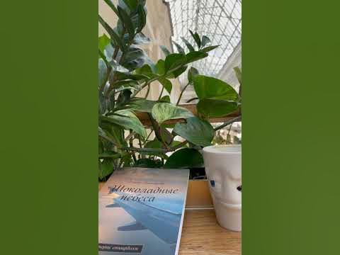 Шоколадные небеса. Истории стюардессы #shortvideo #стюардесса #книга # ...