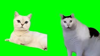 Green Screen Expectation Vs Reality Cat Meme