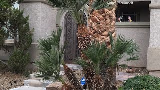 HOW TO TRIM YOUR OWN PALMS (Mediterranean Fan Palm)