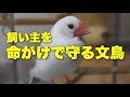 文鳥が一生懸命飼い主を守ろうとしている時に見せる行動