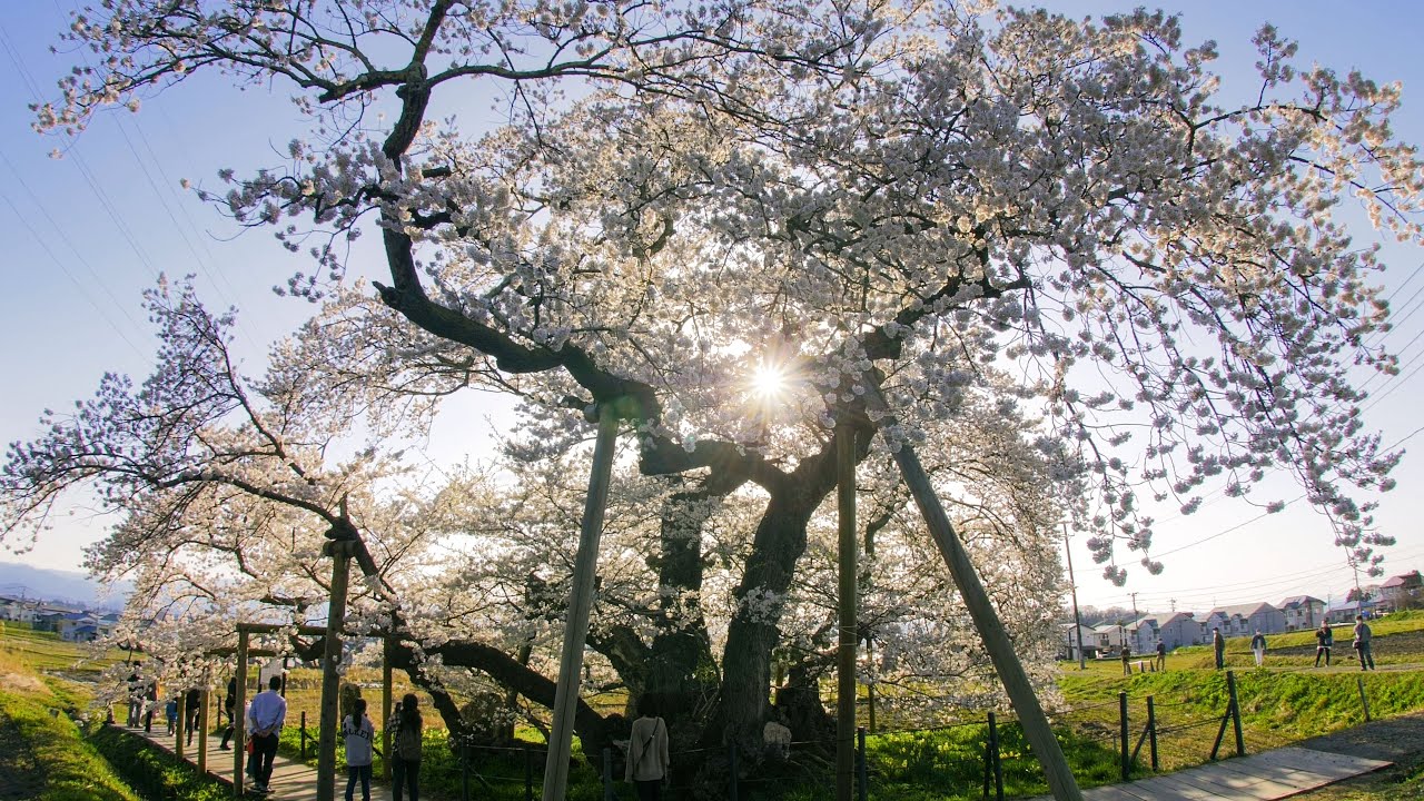 4K] 会津五桜「石部桜」 Ishibe-zakura,One of the five cherry trees