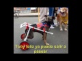 Sillita de ruedas para perros