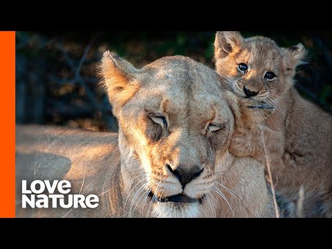 Video: Hva betyr det å ta inn løvene?