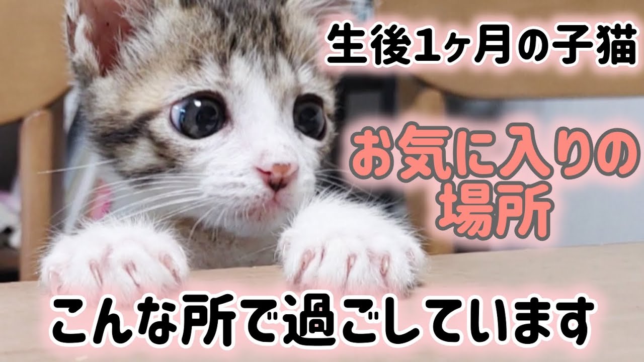 生後２ヶ月までもうすぐ！我が家の保護猫すーさんのお気に入りの場所紹介！