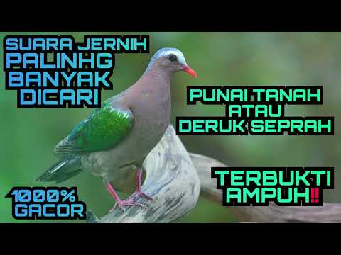 suara pikat burung punai tanah paling bersih