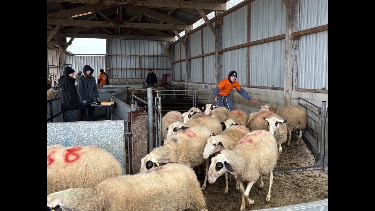 Ovinpiades départementales 2026 dans le Lot