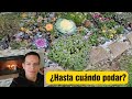 Así vivió mi jardín intensa helada: ¿Hasta cuándo podar?