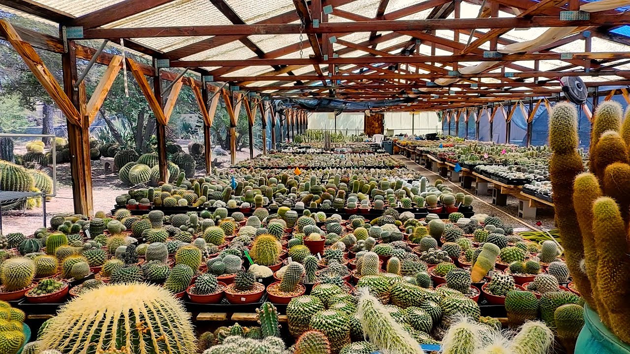 B&B CACTUS FARM: Lessons from a succulent nursery at the gates of Saguaro National Park!