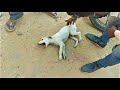 Poor Street Dog | Little Dog With hydrophobia rabies And screaming