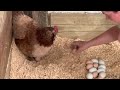 Taking eggs from the hen’s hoard