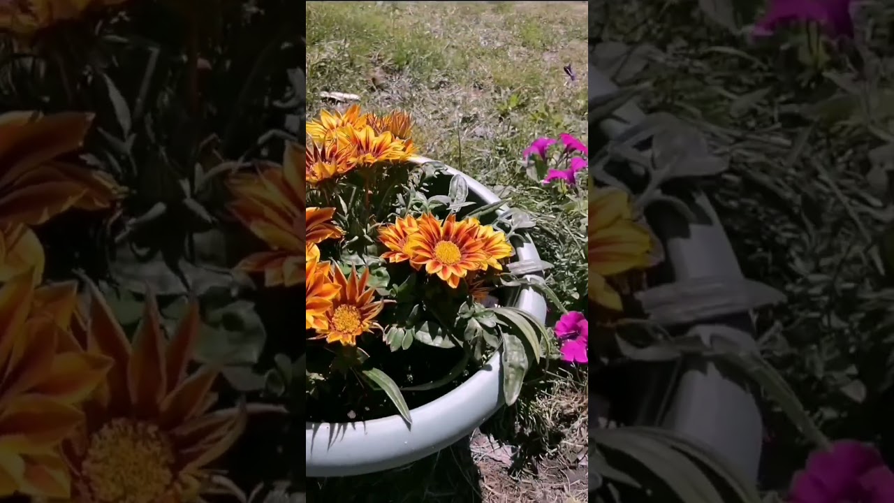 Гацания (Gazania) начало цветения