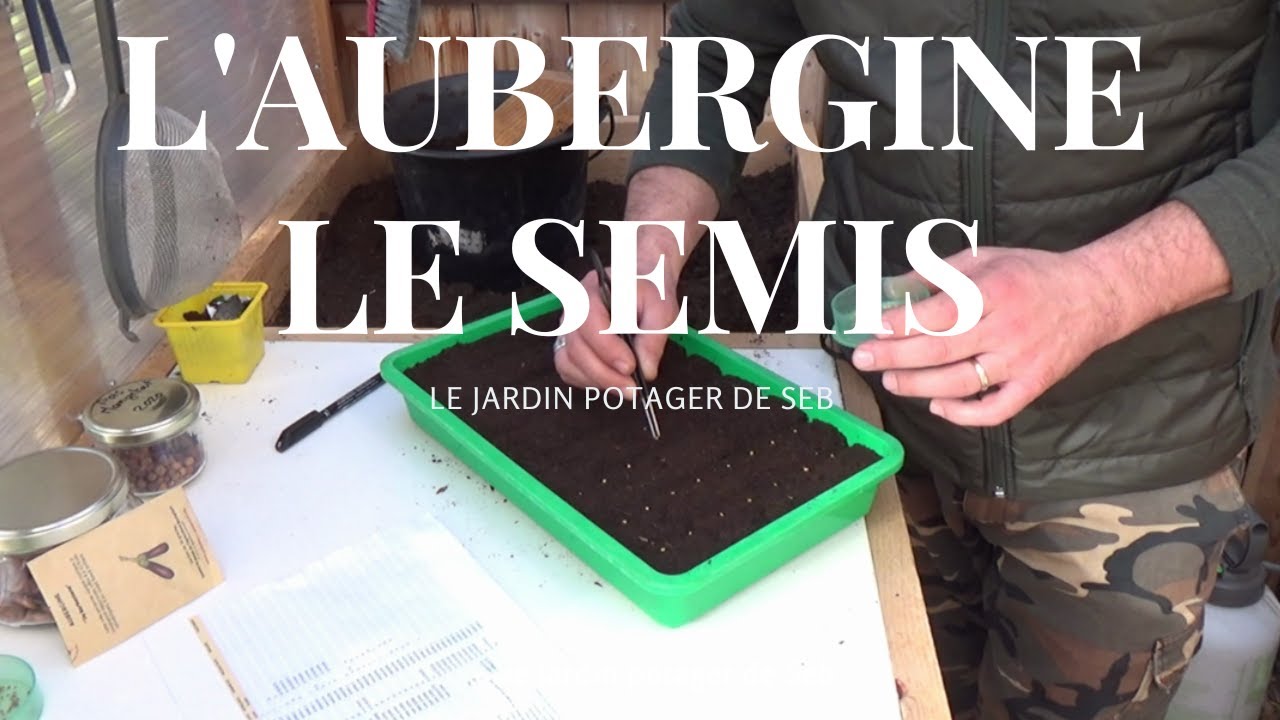 Réaliser facilement votre semis d'aubergine.