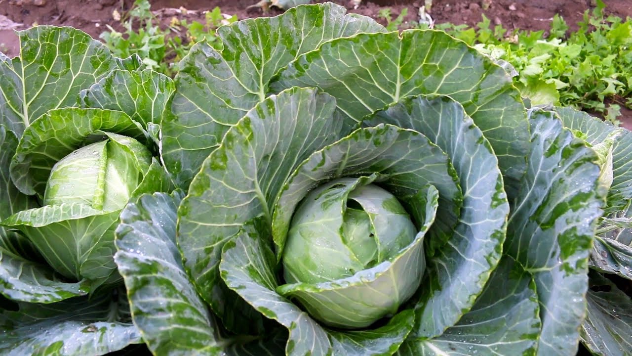 Home garden ma cabbage Care and harvesting Urdu/Hindi YouTube