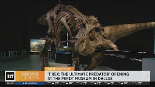 T.rex exhibit opens at the Perot Museum in Dallas