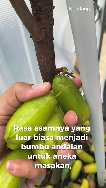 BELIMBING WULUH 😵 #buahasam #buahlangka #belimbing #tokobuah