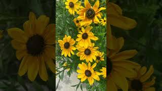 #Rudbeckia hirta #Black-eyed Susan #spring #shortsviral #nature #garden
