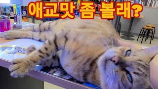 편의점 고양이 애교 맛 편의점 고양이 애교 맛