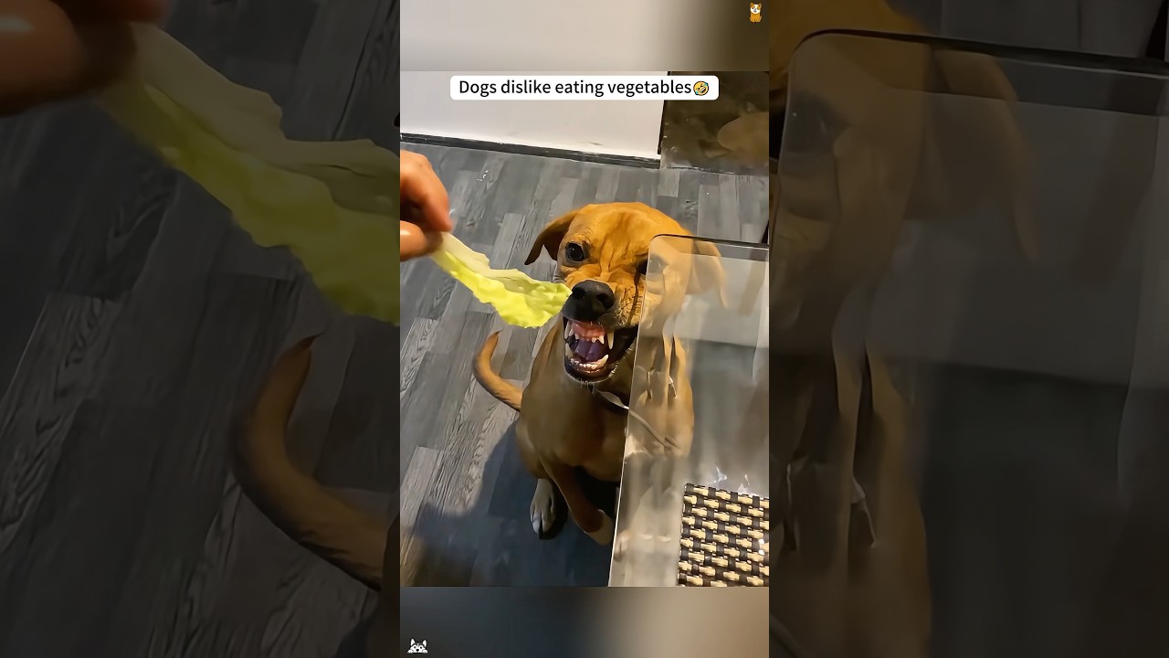 Dogs dislike eating vegetables #funny #haha #dog #animals