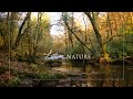 Forest sounds | relaxing nature video | Woodland ambience | birdsong