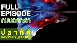 กบนอกกะลา : ปลากัด ปลาบ้านนา มูลค่าไฮโซ | FULL (24 พ.ค.61)