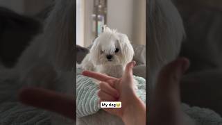 Betty doesn’t understand what to do #maltese #dog #maltesedog #trend #reaction #funny #reaction