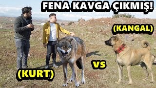 Kanada Kurt Vs Sivas Kangal Fena Kavga Etmisler Youtube