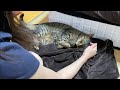 嫁が凶暴猫を寝かしつけている時に俺が突入した結果...