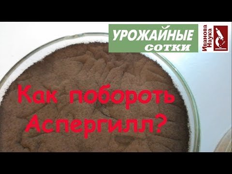 Video: Atšķirība Starp Aspergillus Un Penicillium