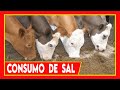  8 cosas que debes de saber del uso de sal en ganado bovino  vacas lecheras y carnicas
