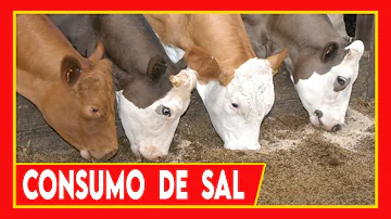 ¿Qué les gusta beber a las vacas?