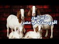 سلاله الماعز اللي حيرت الجميع ازاي تبقي من كبار مربي ماعز البور في مصر حلول و افكار للمربي 