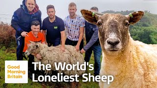 Britain's Loneliest Sheep Fiona Has Been Rescued And Re-homed After Two Years | Good Morning Britain