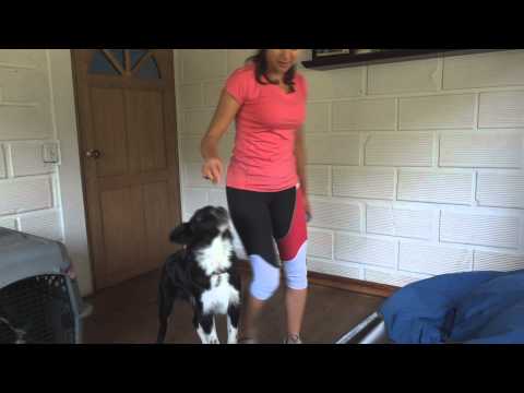 Astro Puppy tricks class lesson 3, dic 11 2011